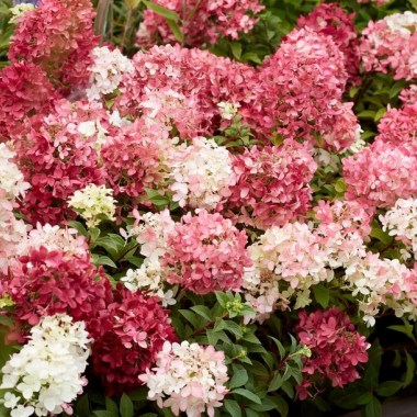Hydrangea Groundbreaker Greeny (11) (1) — копия